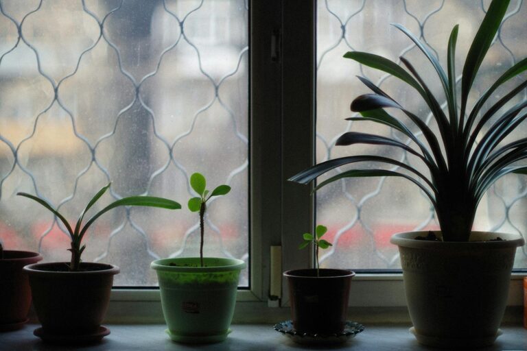 Tips for Growing a Thriving Indoor Garden in Small Spaces